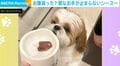 お腹減った?“雑なお手”が止まらないシーズーに「高速タッチw」と話題