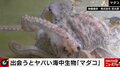 じつは危険…“8種”の海中生物に専門家が警鐘「手がグローブほど腫れるケースも」