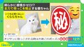 猫がオジサンに抱っこされるも… 目の光を失い全力で“抱っこ拒否”をした姿に「正直者だなぁ〜」「腕に120%の力をいれてるww」と反響続々