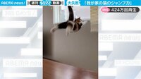 【映像】子猫に訪れた衝撃結末