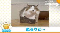 【映像】「あご痛くない？」小さな箱に入りくつろぐ猫（全身ショット）