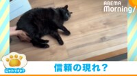 【映像】「自分で動けw」 “無抵抗”に床の上を押される黒猫