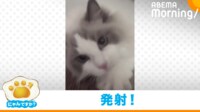 【映像】寝転がったまま“猫ロケット”発射！飼い主に一直線