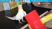 【映像】ご長寿インコの“悲喜こもごも”