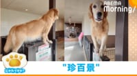 【映像】“柵越キワキワ”でお出迎えするさまざま犬たち