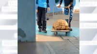 【映像】台車に乗せられ、連行される大きなカメ