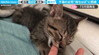 【映像】子猫が“指ちゅぱ”の様子