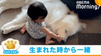 【映像】シュシュちゃんの甘えたなポーズ