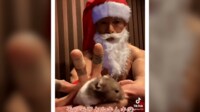 モフモフとムキムキの“クリスマッスル”