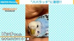 イチャイチャの邪魔しないで！怒ったインコがカメラを攻撃 撮影者「密会と撮られて怒っているみたい」