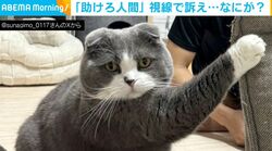「助けろ人間」視線で訴えかける猫に「シュールな体勢のギャップが面白すぎ（笑）」「おこがましくてできませぬ！」と反響