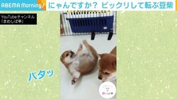 びっくりして転びお尻が“バウンド” 豆柴の姿に反響 「お豆のように転がってる」
