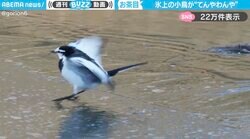 「お茶目だなぁ」氷上の小鳥が“てんやわんや”な姿に「さすがのバランス感覚で転んだりしなくてすごい」「かわよすぎる」と反響