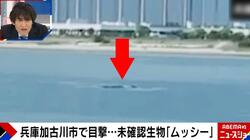 未確認生物「ムッシー」兵庫県加古川で目撃されブームも…目撃者が語る「ここ2年は姿が見えない」「あれは怪獣だと思っている」