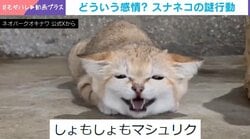 クシャっとした表情で尻尾フリフリ…飼育員も困惑!?沖縄の動物園でスナネコが見せた“謎行動”に予想飛び交う