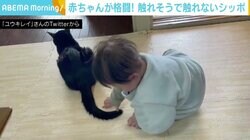 触れそうで触れない… 猫のしっぽと格闘する赤ちゃんの動画が「何度も見てしまう」と話題