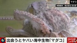 じつは危険…“8種”の海中生物に専門家が警鐘「手がグローブほど腫れるケースも」