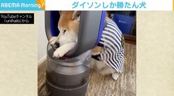 ダイソンの加湿器に“すっぽりハマる”柴犬、緑内障でおそらく両目は見えず 飼い主「気持ちいい風を感じているのだろう」