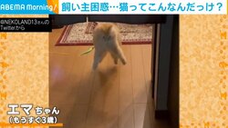 カメラの前で突然“珍行動”をする猫 まるでムササビ？ クセになる謎ジャンプに飼い主「驚きと笑いで不思議な感覚！」