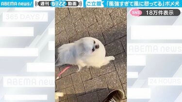 怒ったぽめらにあん 飼い主にむかってキレてしまったポメラニアン - YouTube