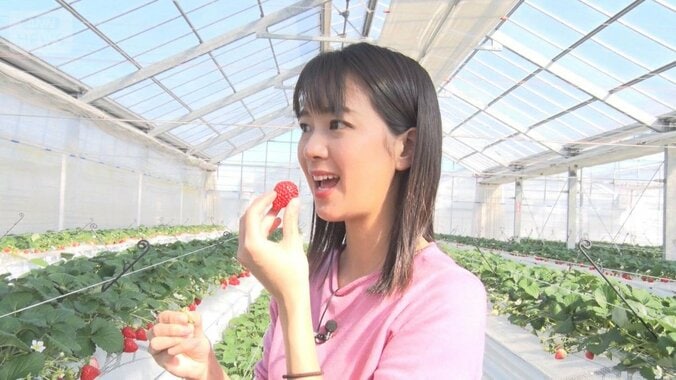 イチゴ最盛期　農園で規格外を格安販売…「非常に出来が良い」 1枚目
