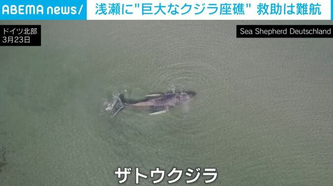 ザトウクジラ