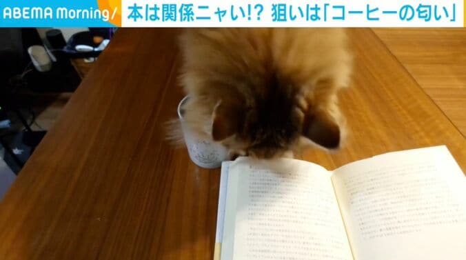 猫のミシェルちゃん