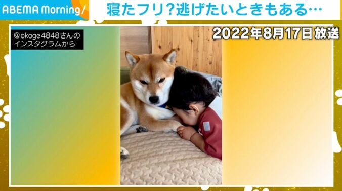柴犬のおこげくんと1歳児の男の子