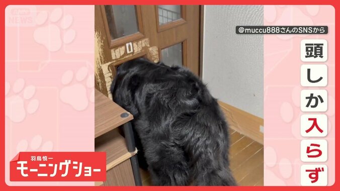 扉の向こうに行きたいワン　穴に頭をスポッ…だけど通れない　何度も試すのはなぜ？ 1枚目