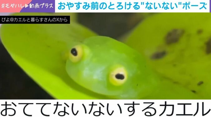 カエルの“おててないない”ポーズ