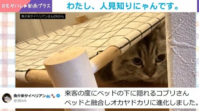 猫の隠れ姿