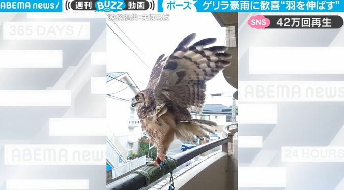 大豪雨に歓喜！？ ベランダに立った鳥の様子に「嬉しそうにドヤ顔」「めっちゃ楽しそうwww」 1枚目