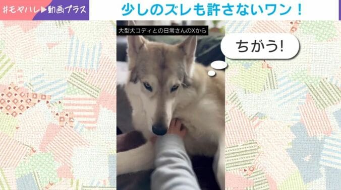 コディくん