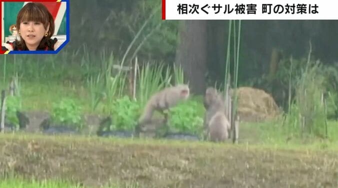 相次ぐサル被害 町の対策は