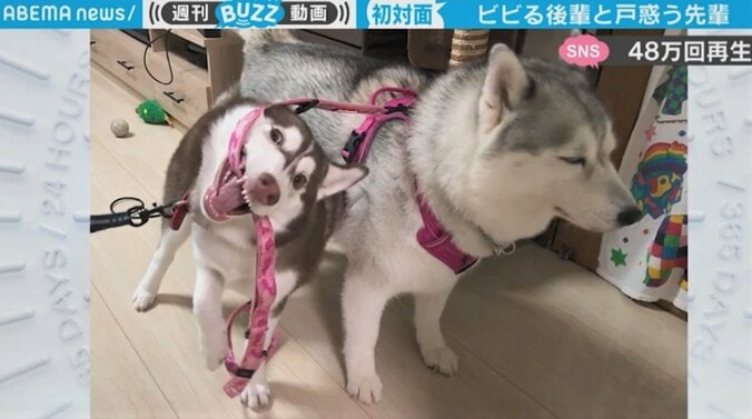 後輩犬の“強烈な個性”にわずか2カ月で立場が逆転…「先輩の困惑が伝わってくる」 2枚目