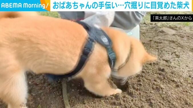 柴犬の茶太郎くん