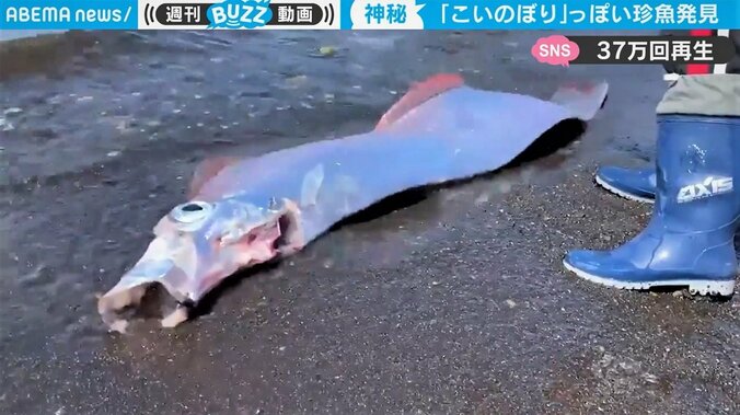 浜辺に打ち上げられた“珍魚”に驚き 生きた「鯉のぼり」のような不思議な姿 1枚目