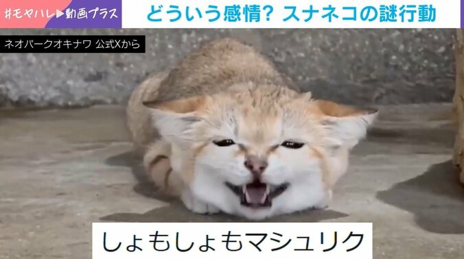 スナネコ