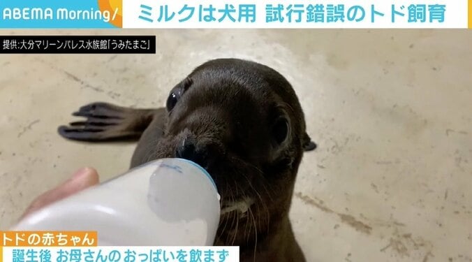 前例がないトドの人工哺育、試行錯誤の末ミルクは犬用のものに 水族館「守れる命は守る」 1枚目