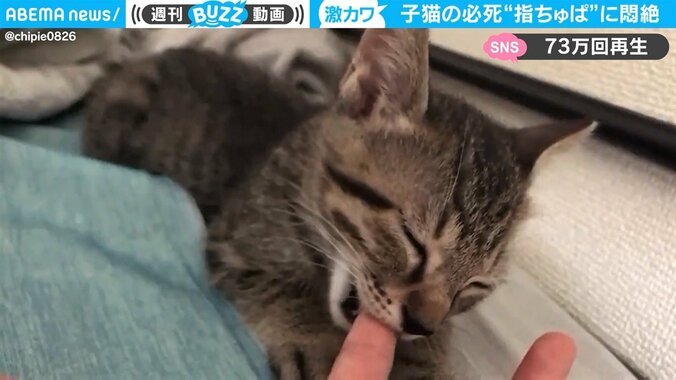 寝ぼけた子猫が飼い主の指を“ちゅぱちゅぱ” 「どれだけの徳を積めば…（私も）」愛猫家が悶絶！ 1枚目
