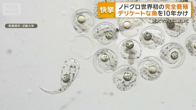ノドグロの完全養殖に成功した瞬間