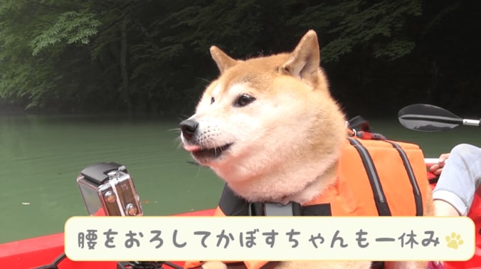 「感動だワン！」柴犬かぼすちゃん、 美しすぎる大自然の中でカヌー挑戦で 8枚目