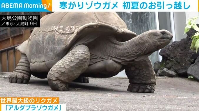 アルダブラゾウガメ