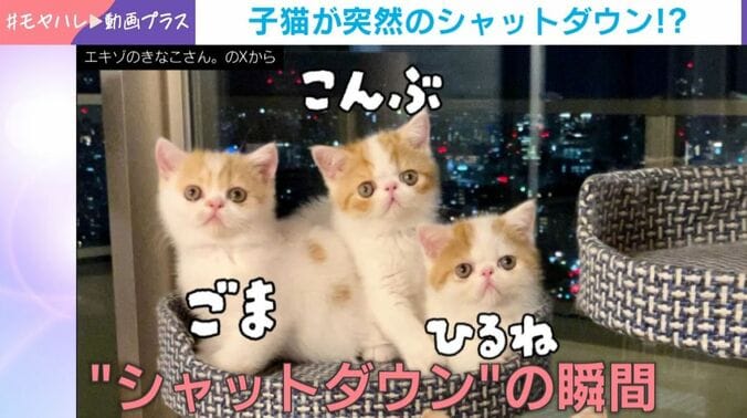 ごまちゃん／こんぶちゃん／ひるねちゃん