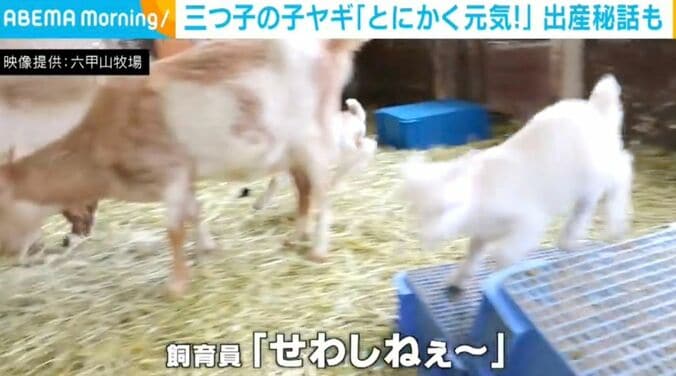 三つ子の子ヤギ