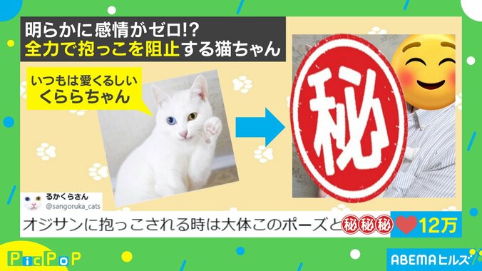 全力拒否する猫の姿