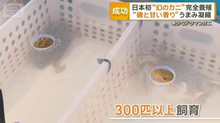 300匹以上を飼育