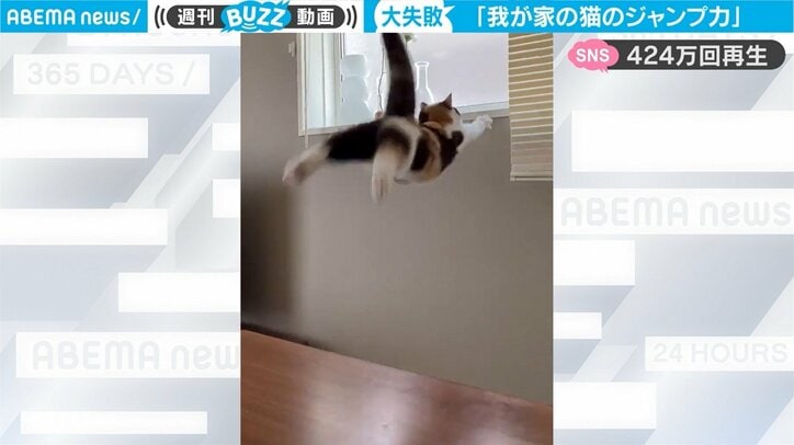 子猫がジャンプに大失敗「壁に激突→“ずるり”と落下」 衝撃結末に「親近感が湧くジャンプ力」共感の声相次ぐ