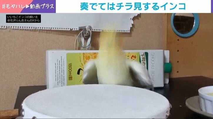 インコの“高速タンバリン”