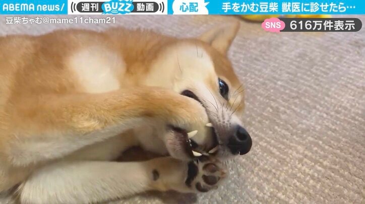 豆柴の「ちゃむくん」